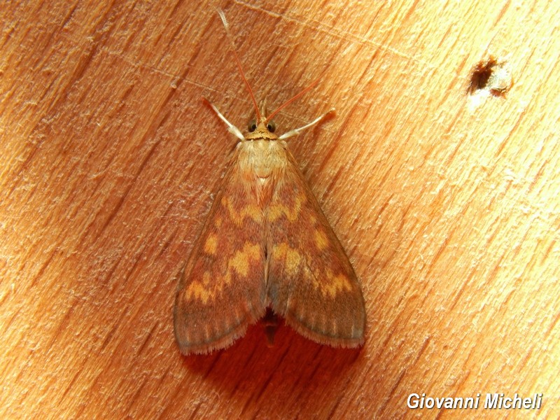 Ostrinia nubilalis? S